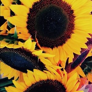 Meet your Posher, Abby